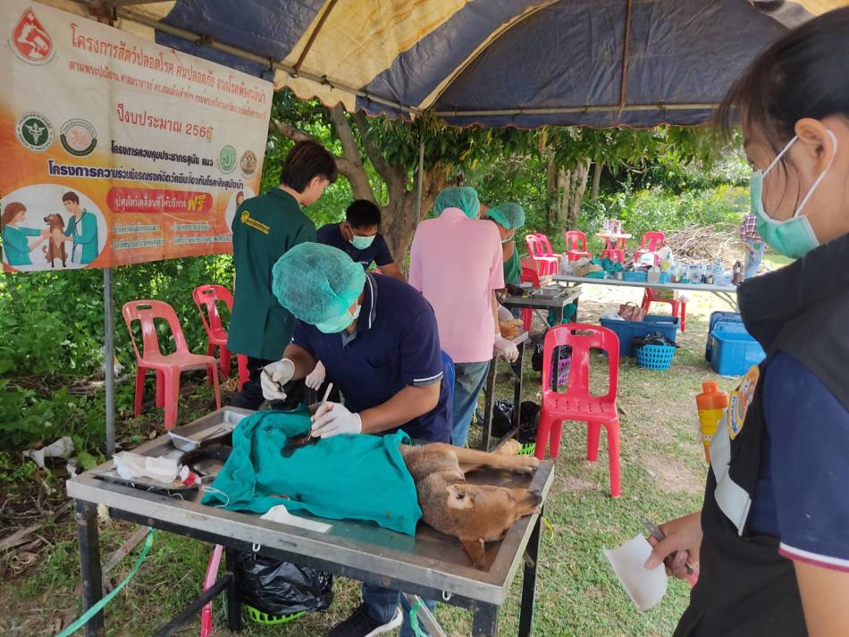  จัดทำหมันและฉีดวัคซีนป้องกันโรคพิษสุนัขบ้า ให้กับสุนัขจรจัดในเขตพื้นที่ตำบลนาดูน ตามพระปณิธาน ศาสตราจารย์ ดร.สมเด็จพระเจ้าน้องนางเธอ เจ้าฟ้าจุฬาภรณวลัยลักษณ์ อัครราชกุมารี กรมพระศรีสวางควัฒน วรขัตติยราชนารี และโครงการควบคุมประชากรสุนัขแมว รณรงค์ฉีดวัคซีนพิษสุนัขบ้า ตามโครงการสัตว์ปลอดโรค คนปลอดภัยจากโรคพิษสุนัขบ้า 